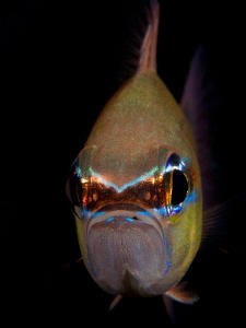 Ring-Tail Cardinalfish by Iyad Suleyman 